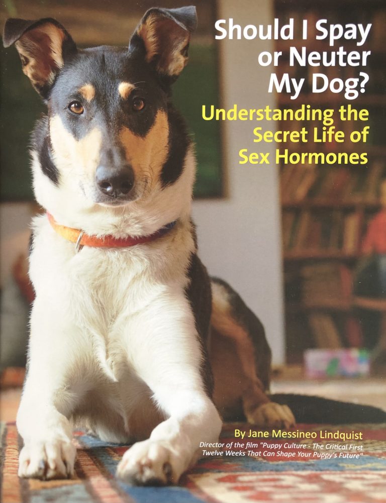 should-i-spay-or-neuter-my-dog-understanding-the-secret-life-of-sex